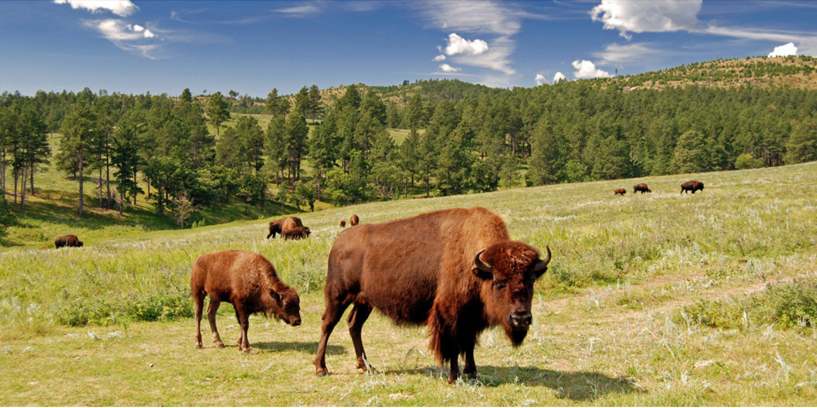 Custer State Park_h