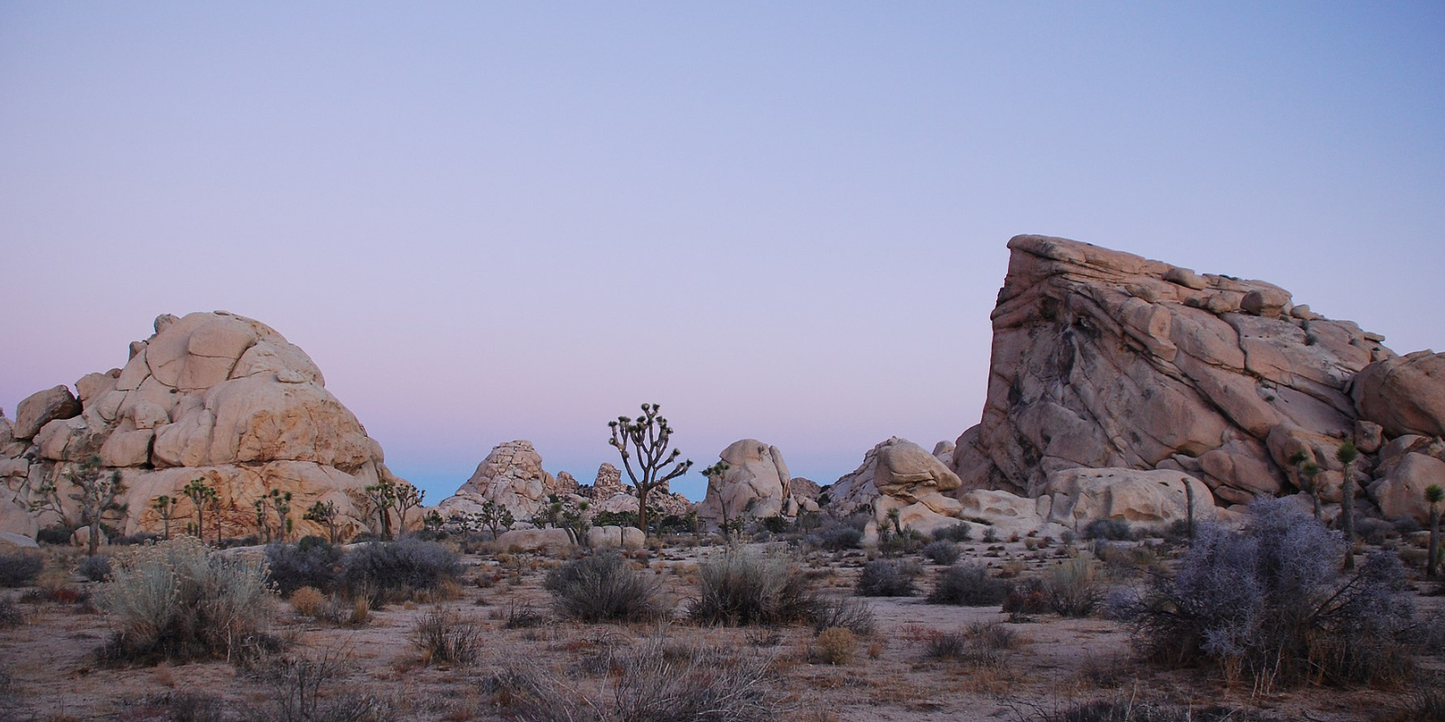 Joshua Tree_h