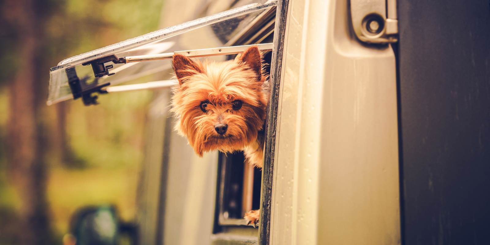 Dog in RV_h