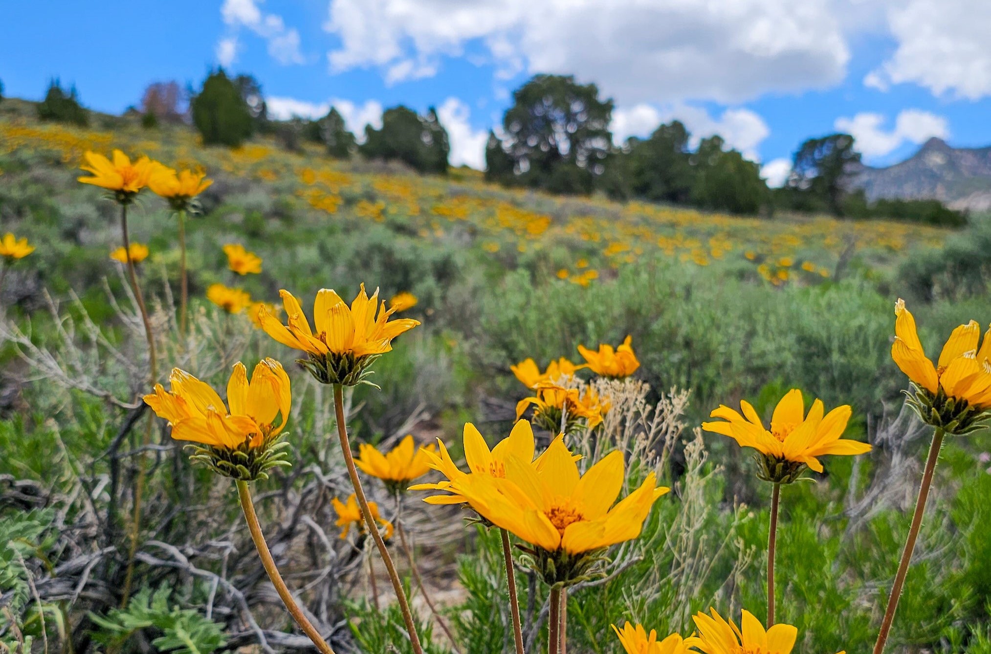Sunflowers