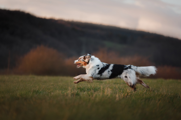 Australian Shepherd running in field