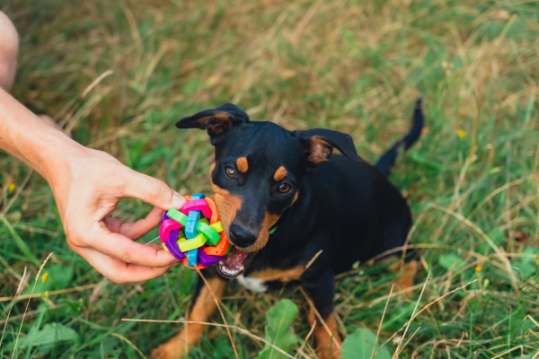 Dog chewing on toy