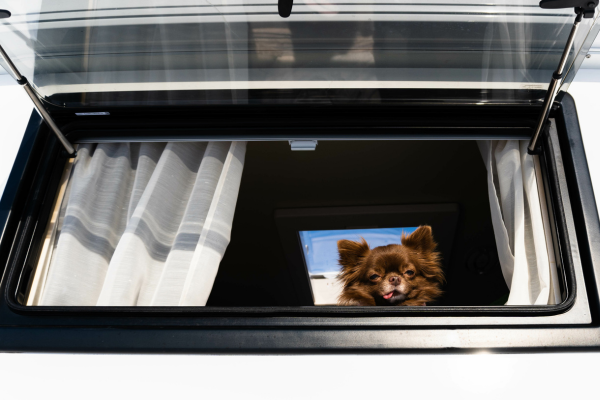 Dog in RV