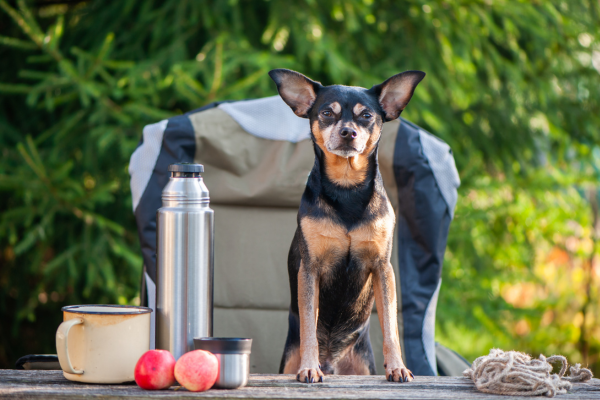 Dog with camping supplies