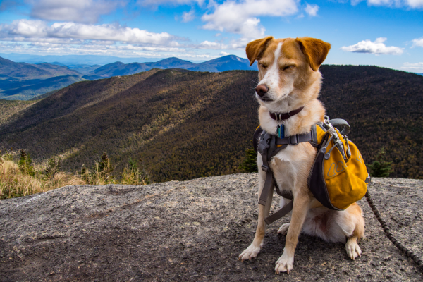 Dog with hiking backpack