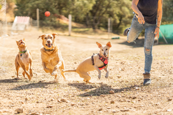 Dogs in dog park
