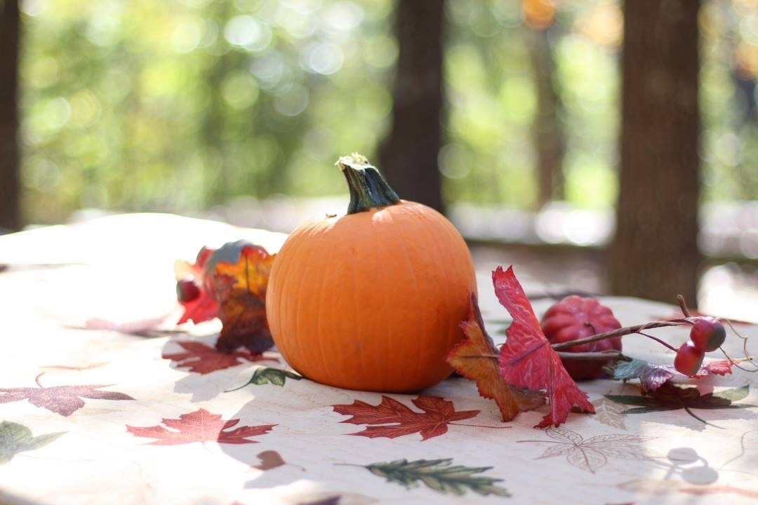 Fall decor sitting in the sun.jpeg 