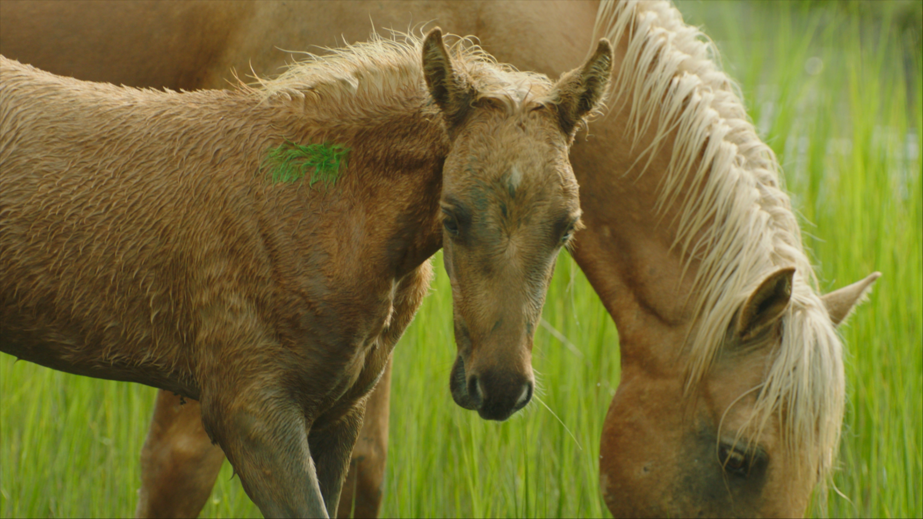 Horses in the grass