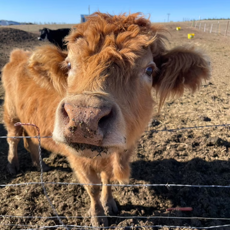 Cow