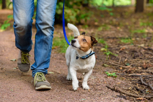 Leashed dog walking on trail