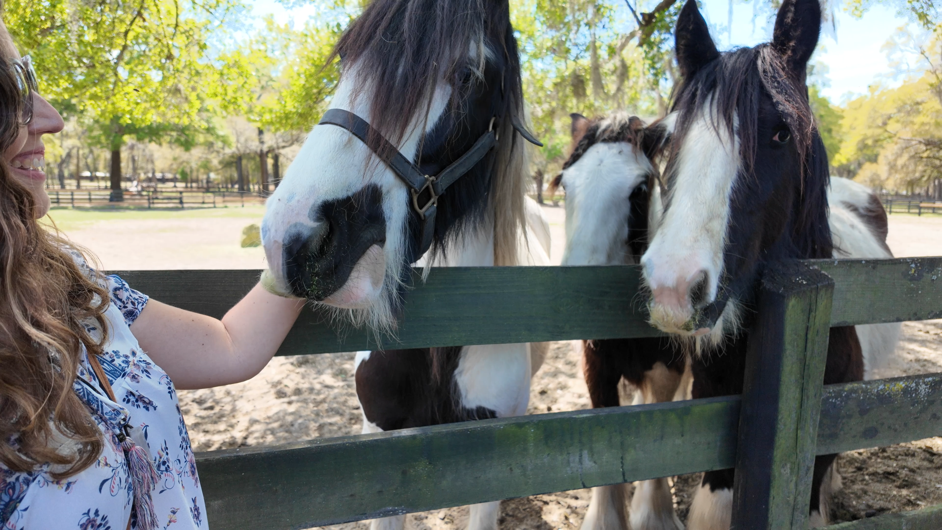 Ocala Florida Gold Farm