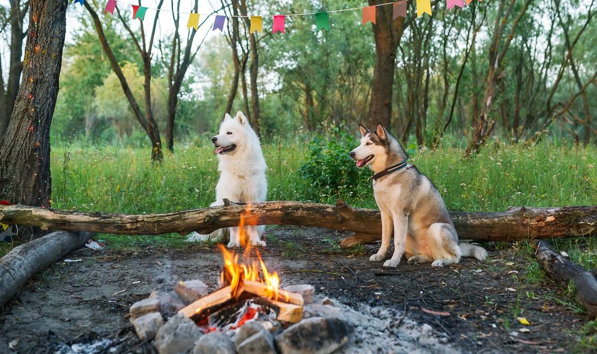 Two huskies sitting in woods next to campfire