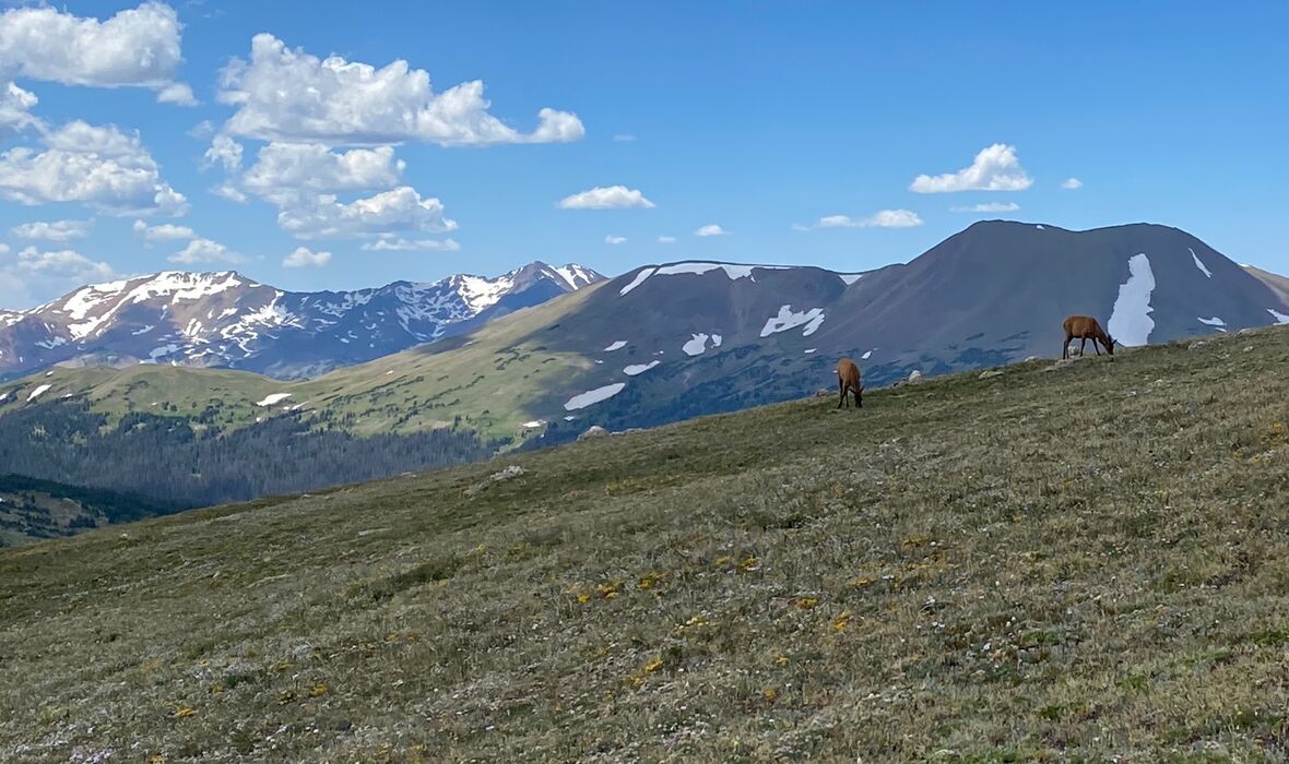 Elk at Rocky Mountain National Park 