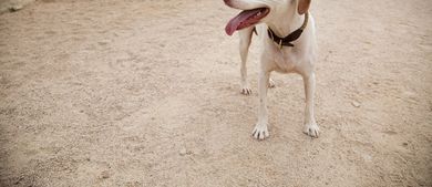 Harley and Petunia's Big Adventure