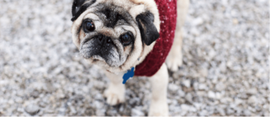 10 Tips For RVing With Pets
