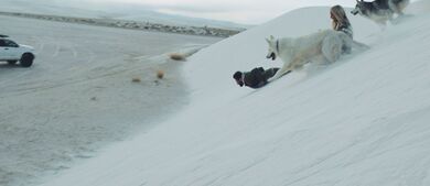 Loki Off-Leash