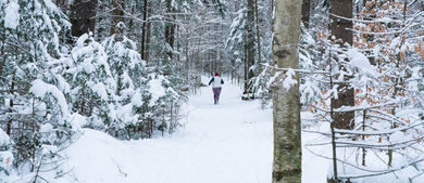 Snowy adventures - cross-country skiing and trail running