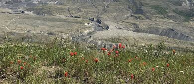 Mount St Helens