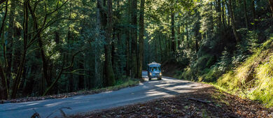 RV in Woods