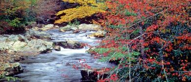 Fall Colors