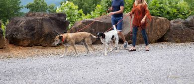 Couple walking dogs near mountains