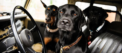 RVing with Pets 