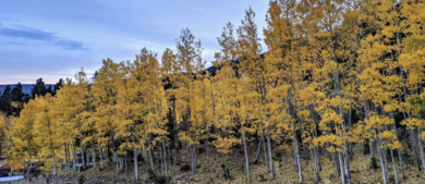 Fall Colors Colorado