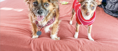 RVing with Pets