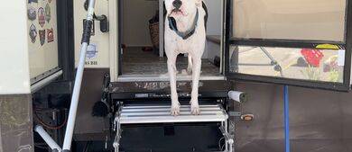 Dog in RV