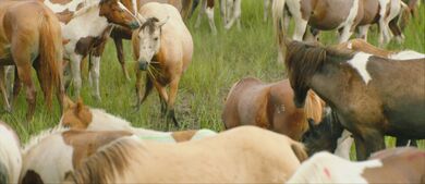 Ponies at Chincoteague Island