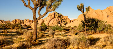 Joshua tree national park