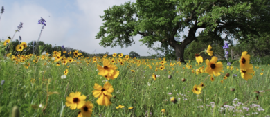 Scenic Views Along Texas Highways