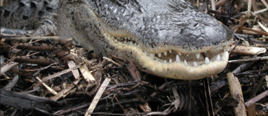 Alligator