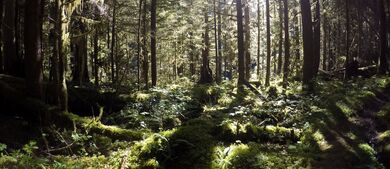 Hoh Valley