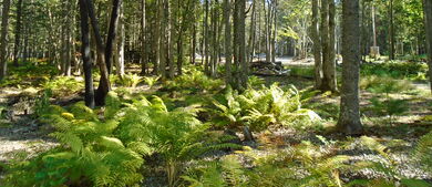 Woods of New Hampshire
