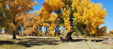 Bishop California Fall Colors