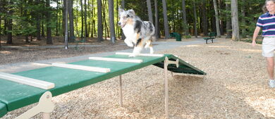 Blue merle Australian Shepherd doing obstacle course