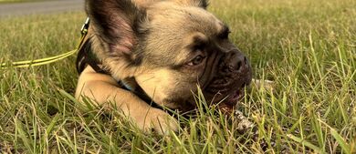 Puppy laying in grass outside of RVs