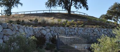 Tree in Paso Robles CA