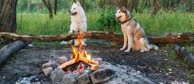 Two huskies sitting in woods next to campfire
