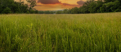 A field in Luray