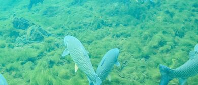 Manatee_Springs_Fish.jpg
