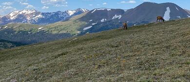 Elk at Rocky Mountain National Park 