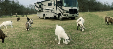 RV and goats