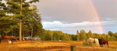 Five horses in field.