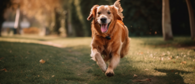 Dog running on trail