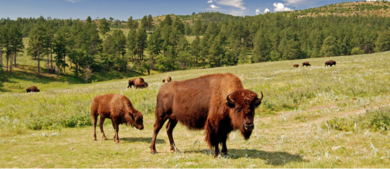 Custer State Park_h