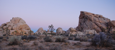 Joshua Tree_h