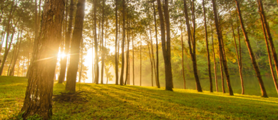 Trees_h
