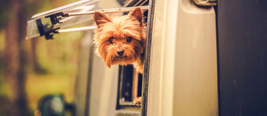Dog in RV_h
